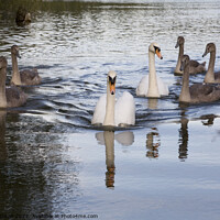 Buy canvas prints of Family of Swans on the move up the Basingstoke canal - parents and 6 big cygnets by Gordon Dixon