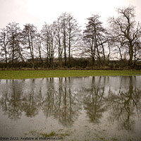 Buy canvas prints of A row of trees reflected in flood water in a Somerset field by Gordon Dixon