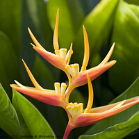 Buy canvas prints of Beautiful tropical orange yellow Heliconia flower  by Gordon Dixon