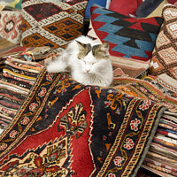 Buy canvas prints of Colourful Turkish rugs and cushions with sleeping cat - Outdoor market, Istanbul by Gordon Dixon