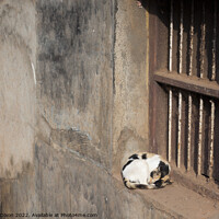 Buy canvas prints of Two cats on window ledges outside a slum in Mangalore, India by Gordon Dixon
