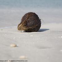 Buy canvas prints of Washed up coconut on Jumeira beach, Dubai by Gordon Dixon