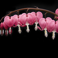 Buy canvas prints of Bleeding hearts flowers isolated against black background by Gordon Dixon