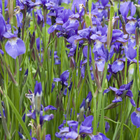 Buy canvas prints of Large group of blue irises by Gordon Dixon