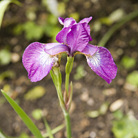 Buy canvas prints of Single purple iris flower by Gordon Dixon