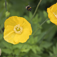 Buy canvas prints of Yellow Oriental Poppy with bumble bee approaching by Gordon Dixon