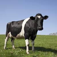 Buy canvas prints of A young black and white cow standing in a lush green field by Gordon Dixon