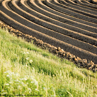 Buy canvas prints of Ploughed field with sunlight emphasising the furrows by Gordon Dixon