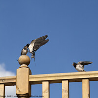 Buy canvas prints of Baby swallows being fed by parent on the wing in late spring by Gordon Dixon
