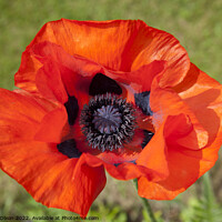 Buy canvas prints of Brilliant orange red single poppy flower - Papaver Orientale by Gordon Dixon