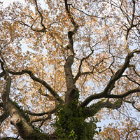 Buy canvas prints of Looking up at the branches of an old oak tree, in autumn by Gordon Dixon