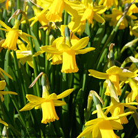 Buy canvas prints of Bright yellow spring daffodils by Gordon Dixon