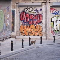 Buy canvas prints of Cat and Graffiti - Istanbul side street by Gordon Dixon