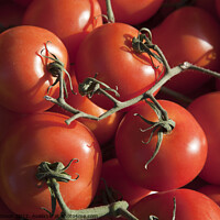 Buy canvas prints of Fresh tomatoes - simply de vine by Gordon Dixon