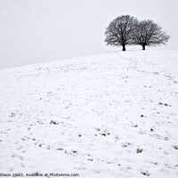Buy canvas prints of Spir Hill in Somerset covered in snow and two trees by Gordon Dixon