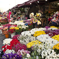 Buy canvas prints of Colourful flower market - Istanbul by Gordon Dixon