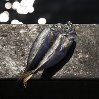 Buy canvas prints of Pair of fresh caught blue fish on bridge parapet - Istanbul by Gordon Dixon