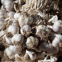 Buy canvas prints of Garlic cloves by Gordon Dixon