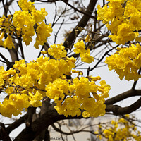 Buy canvas prints of Golden Trumpet (Ipe Amarelo) tree - Brazil by Gordon Dixon