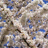 Buy canvas prints of Beautiful cherry tree in full bloom  Somerset by Gordon Dixon