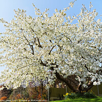 Buy canvas prints of Spectacular cherry tree in a Somerset garden by Gordon Dixon
