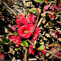 Buy canvas prints of Red Quince Flower - Artistic Filtered by Gordon Dixon