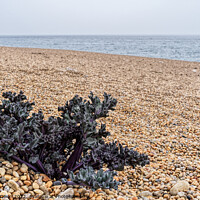 Buy canvas prints of Purple Sea Kale sprouting on a shingle beach in Dorset by Gordon Dixon