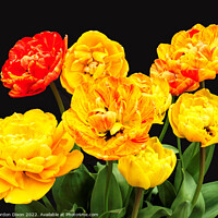 Buy canvas prints of Amazing 'colour-changing' tulip by Gordon Dixon
