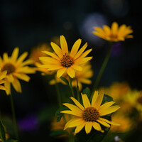 Buy canvas prints of Yellow oxeye flowers by Alla Pashkova