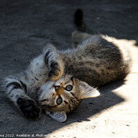 Buy canvas prints of Cute kitten rest on sun by Alla Pashkova