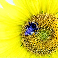 Buy canvas prints of Bumble Bee on Sunflower  by Nick Edwards