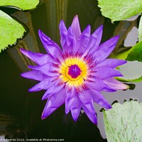 Buy canvas prints of Lotus Flower ,Bangkok  by Nick Edwards