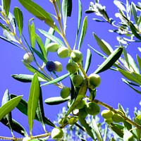 Buy canvas prints of Corfu Olive Branches  by Nick Edwards