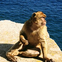 Buy canvas prints of  Gibraltar, A Barbary Ape by Nick Edwards