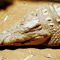 Buy canvas prints of Crocodile sleeping in S.Africa  by Nick Edwards