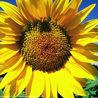 Buy canvas prints of Sunflower; Angouleme,France by Nick Edwards