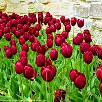 Buy canvas prints of Deep Red Tulips by Nick Edwards
