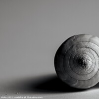 Buy canvas prints of Shell by Sarah Hicks