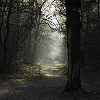 Buy canvas prints of A woodland path by Sarah Hicks