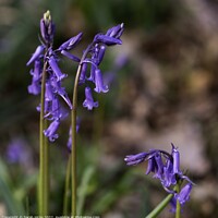 Buy canvas prints of Bluebell by Sarah Hicks