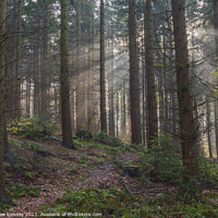 Buy canvas prints of Woodland rays  by andrew loveday