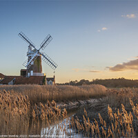 Buy canvas prints of Cley golden reeds by andrew loveday