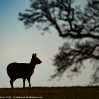 Buy canvas prints of Silhouette of a chinese water deer by Chris Palmer
