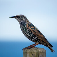 Buy canvas prints of Starling perching on a post by Chris Palmer