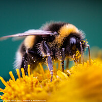 Buy canvas prints of Bee with pollen  by Chris Palmer