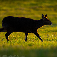 Buy canvas prints of Chinese water deer backlit by Chris Palmer