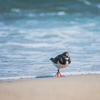 Buy canvas prints of Turnstone at the beach by Chris Palmer