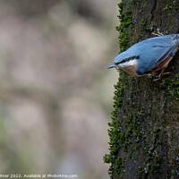 Buy canvas prints of Nuthatch sitting on a tree by Chris Palmer