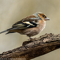 Buy canvas prints of Chaffinch by Chris Palmer