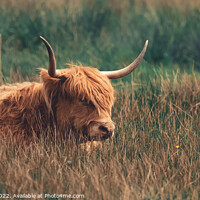 Buy canvas prints of A highland cow laying in the long grass in the nor by Chris Palmer